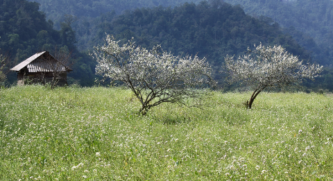 Cánh đồng hoa mận xen lẫn cải trắng Cánh đồng hoa mận xen lẫn cải trắng