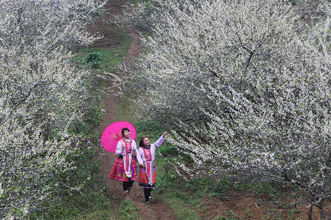 Những thiếu nữ dạo bước trong vườn đầy hoa mận. Những thiếu nữ dạo bước trong vườn đầy hoa mận.