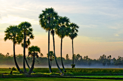 Làn sương lãng đãng trên đồng Thốt Nốt làm ta quên đi những nhọc nhằn của cuộc sống.