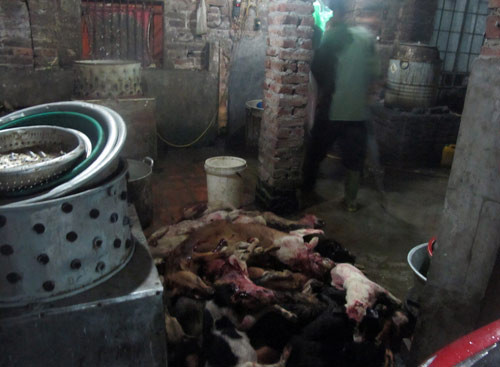 Những con chó được xếp vào diện làm thịt bị chọc tiết và xếp thành một đống. Tất cả đều được làm một cách rất thô sơ, hầu như không có bất kỳ biện pháp nào nhằm đảm bảo vệ sinh an toàn thực phẩm. Ảnh: Hình ảnh chó bị 'hóa kiếp' chất đống tại các lò mổ. Những con chó được xếp vào diện làm thịt bị chọc tiết và xếp thành một đống. Tất cả đều được làm một cách rất thô sơ, hầu như không có bất kỳ biện pháp nào nhằm đảm bảo vệ sinh an toàn thực phẩm. Ảnh: Hình ảnh chó bị 'hóa kiếp' chất đống tại các lò mổ.