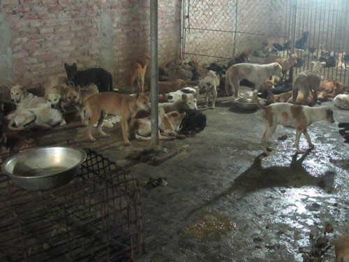 Theo những người buôn bán trong nghề thì hiện nay nguồn chó nuôi, chó sạch khá khan hiếm. Hầu hết, các loại chó tại các lò giết mổ được thu mua từ phường chuyên trộm chó, đánh bả chó. Điều đặc biệt là các chủ lò mổ luôn phân loại các loại chó rất cụ thể. Với từng loại, chủ mổ sẽ có những chiêu phù phép "làm hàng" và gắn mác cầy tơ siêu ngon, siêu đảm bảo... hấp dẫn bất kỳ khách hàng nào. Ảnh: Hình ảnh đàn chó bị nhốt tại các lò mổ ở Đức Giang (Hoài Đức, Hà Nội). Theo những người buôn bán trong nghề thì hiện nay nguồn chó nuôi, chó sạch khá khan hiếm. Hầu hết, các loại chó tại các lò giết mổ được thu mua từ phường chuyên trộm chó, đánh bả chó. Điều đặc biệt là các chủ lò mổ luôn phân loại các loại chó rất cụ thể. Với từng loại, chủ mổ sẽ có những chiêu phù phép "làm hàng" và gắn mác cầy tơ siêu ngon, siêu đảm bảo... hấp dẫn bất kỳ khách hàng nào. Ảnh: Hình ảnh đàn chó bị nhốt tại các lò mổ ở Đức Giang (Hoài Đức, Hà Nội).