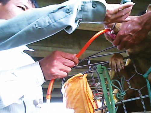 Để tăng trọng lượng của chó, các lái chó sẽ cho chó uống thật nhiều nước. Như thế, khi cắt tiết, số tiết ra sẽ nhiều hơn và có màu đỏ tươi rất đẹp. Biện pháp này giúp tăng trọng lượng hay chính là tăng số tiền nhận được cho các lái chó. Còn chó gầy, chó bệnh, chó chết thì phân loại, bán cho các chợ. Sau đó, người bán sẽ cạo sạch ghẻ lở, bôi phẩm màu và thui vàng rồi bán lẻ từng ký tại chợ. Ảnh: Thủ thuật phù phép tăng trọng lượng chó của các lái chó. Để tăng trọng lượng của chó, các lái chó sẽ cho chó uống thật nhiều nước. Như thế, khi cắt tiết, số tiết ra sẽ nhiều hơn và có màu đỏ tươi rất đẹp. Biện pháp này giúp tăng trọng lượng hay chính là tăng số tiền nhận được cho các lái chó. Còn chó gầy, chó bệnh, chó chết thì phân loại, bán cho các chợ. Sau đó, người bán sẽ cạo sạch ghẻ lở, bôi phẩm màu và thui vàng rồi bán lẻ từng ký tại chợ. Ảnh: Thủ thuật phù phép tăng trọng lượng chó của các lái chó.