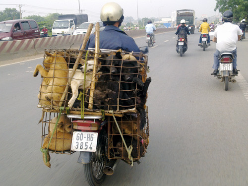 Những chiếc xe máy chở chó xuất hiện rất nhiều trên các con đường của các thành phố, nhất là Hà Nội và TP. Hồ Chí Minh. Những con chó ở rất nhiều nơi khác nhau được mua bán, trao tay và được vận chuyển đến tận các lò mổ. Tuy nhiên nguồn gốc của những con chó này lại là một câu hỏi mà không phải ai cũng có lời đáp. Ảnh: Một lái chó vận chuyển chó đi tiêu thụ trên QL1A (Đồng Nai) - Ảnh Bá Dương/Thanh Niên. Những chiếc xe máy chở chó xuất hiện rất nhiều trên các con đường của các thành phố, nhất là Hà Nội và TP. Hồ Chí Minh. Những con chó ở rất nhiều nơi khác nhau được mua bán, trao tay và được vận chuyển đến tận các lò mổ. Tuy nhiên nguồn gốc của những con chó này lại là một câu hỏi mà không phải ai cũng có lời đáp. Ảnh: Một lái chó vận chuyển chó đi tiêu thụ trên QL1A (Đồng Nai) - Ảnh Bá Dương/Thanh Niên.