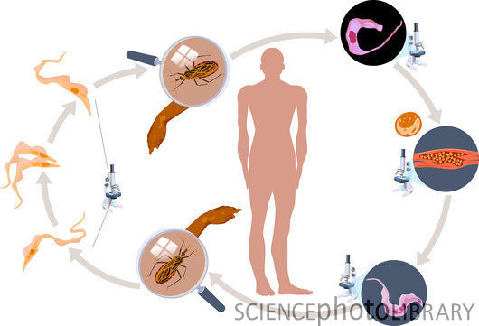 Các giai đoạn lây nhiễm của mầm bệnh Chagas