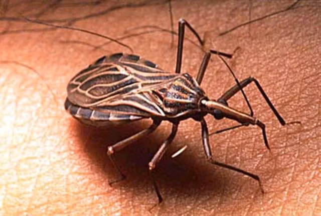 Bọ xít hút máu gây bệnh Chagas