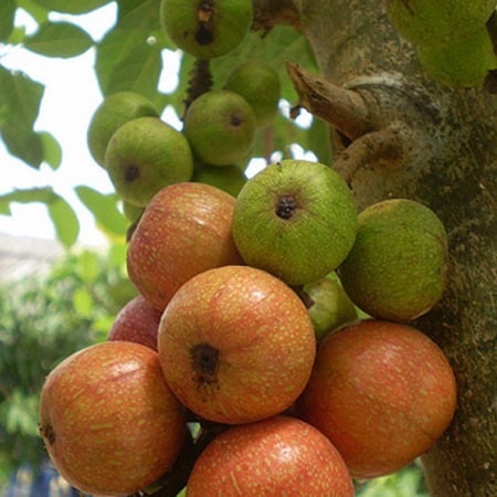 Quả sung: Quả sung vị ngọt, tính bình; công dụng bổ khí, kiện vị, nhuận phế, lợi hầu, nhuận tràng; chủ trị khí hư, hụt hơi, kém ăn, mệt mỏi, phế nhiệt, họng sưng đau, khô rát. Một số công dụng từ quả sung: Xem thêm: 26 loại thực phẩm giúp bạn ‘thanh lọc’ cơ thể Quả sung: Quả sung vị ngọt, tính bình; công dụng bổ khí, kiện vị, nhuận phế, lợi hầu, nhuận tràng; chủ trị khí hư, hụt hơi, kém ăn, mệt mỏi, phế nhiệt, họng sưng đau, khô rát. Một số công dụng từ quả sung: Xem thêm: 26 loại thực phẩm giúp bạn ‘thanh lọc’ cơ thể