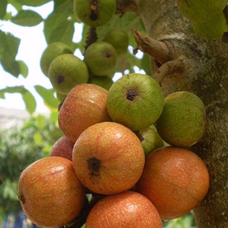 Quả sung: Quả sung vị ngọt, tính bình; công dụng bổ khí, kiện vị, nhuận phế, lợi hầu, nhuận tràng; chủ trị khí hư, hụt hơi, kém ăn, mệt mỏi, phế nhiệt, họng sưng đau, khô rát. Một số công dụng từ quả sung: Xem thêm: 26 loại thực phẩm giúp bạn ‘thanh lọc’ cơ thể