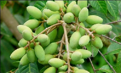 Dùng quả trám chua: Trám chua hay còn hay gọi là trám trắng vỏ màu xanh lục, có thể dùng làm nhiều món ăn chữa bệnh về giọng như sau: Xem thêm: 26 loại thực phẩm giúp bạn ‘thanh lọc’ cơ thể Dùng quả trám chua: Trám chua hay còn hay gọi là trám trắng vỏ màu xanh lục, có thể dùng làm nhiều món ăn chữa bệnh về giọng như sau: Xem thêm: 26 loại thực phẩm giúp bạn ‘thanh lọc’ cơ thể