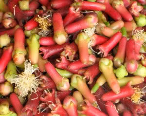 Chữa viêm đường hô hấp (mũi, xoang mặt), khai thông đường thở: tinh dầu đinh hương, tinh dầu bạch đàn, trần bì, hạt mùi, menthol, natri bicarbonate, acid citric, trộn đều, làm viên. Mỗi lần dùng 2-3g cho vào nước sôi rồi xông họng. Có thể ngậm rồi súc họng. Xem thêm:Điểm danh 12 loại rau, quả dễ nhiễm thuốc trừ sâu hàng đầu 2012 Chữa viêm đường hô hấp (mũi, xoang mặt), khai thông đường thở: tinh dầu đinh hương, tinh dầu bạch đàn, trần bì, hạt mùi, menthol, natri bicarbonate, acid citric, trộn đều, làm viên. Mỗi lần dùng 2-3g cho vào nước sôi rồi xông họng. Có thể ngậm rồi súc họng. Xem thêm:Điểm danh 12 loại rau, quả dễ nhiễm thuốc trừ sâu hàng đầu 2012