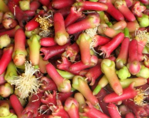 Chữa viêm đường hô hấp (mũi, xoang mặt), khai thông đường thở: tinh dầu đinh hương, tinh dầu bạch đàn, trần bì, hạt mùi, menthol, natri bicarbonate, acid citric, trộn đều, làm viên. Mỗi lần dùng 2-3g cho vào nước sôi rồi xông họng. Có thể ngậm rồi súc họng. Xem thêm:Điểm danh 12 loại rau, quả dễ nhiễm thuốc trừ sâu hàng đầu 2012 Chữa viêm đường hô hấp (mũi, xoang mặt), khai thông đường thở: tinh dầu đinh hương, tinh dầu bạch đàn, trần bì, hạt mùi, menthol, natri bicarbonate, acid citric, trộn đều, làm viên. Mỗi lần dùng 2-3g cho vào nước sôi rồi xông họng. Có thể ngậm rồi súc họng. Xem thêm:Điểm danh 12 loại rau, quả dễ nhiễm thuốc trừ sâu hàng đầu 2012