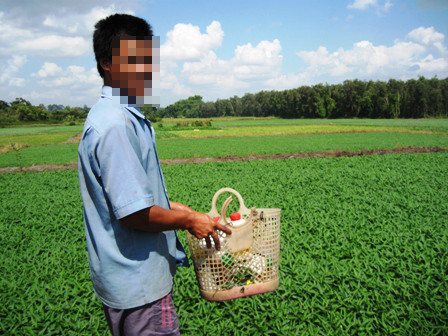 Cánh đồng rau muống xanh mướt ở ngoại thành thị xã Thủ Dầu Một Cánh đồng rau muống xanh mướt ở ngoại thành thị xã Thủ Dầu Một