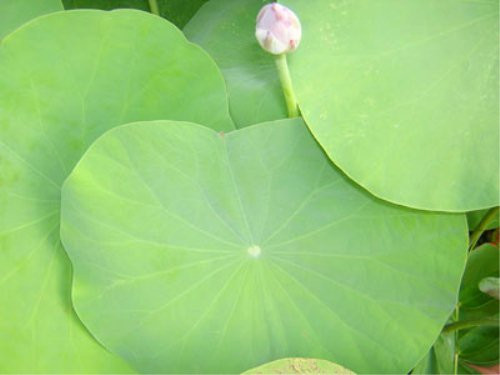 Trị thổ tả do trúng thử: lá sen tươi 20g giã nhỏ, ép lấy nước, thêm 1 chén nước nguội vào bã rồi ép lấy nước; trộn với nước ép trên cho uống. Xem thêm:Những thói quen xấu "ăn cắp" giấc ngủ ngon của bạn