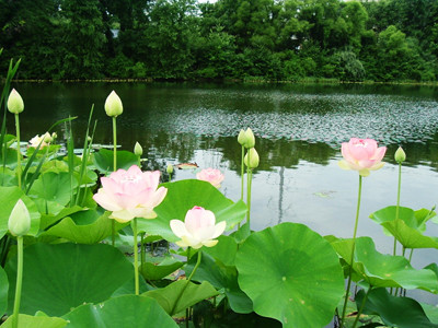 Mầm ngó sen: gọi là ngẫu tiết. Ngó sen vị ngọt chát, tính bình, vào kinh can tâm vị. Có tác dụng thu liễm cầm máu, tráng dương, an thần. Xem thêm:Những thói quen xấu "ăn cắp" giấc ngủ ngon của bạn