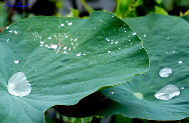 Chữa bệnh béo phì: lá sen tươi hoặc khô: 1 lá, thái ngắn, hãm hoặc đun với 400 - 500ml nước trong 10 - 20 phút; mỗi sáng uống một ấm. Xem thêm:Những thói quen xấu "ăn cắp" giấc ngủ ngon của bạn