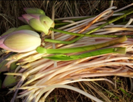 Một số món ăn - bài thuốc có ngó sen: Ngó sen hầm: ngó sen 150 - 200g. Hầm nhừ ăn. Tác dụng bổ ngũ tạng, thực nhiệt hạ tiêu. Xem thêm:Những thói quen xấu "ăn cắp" giấc ngủ ngon của bạn