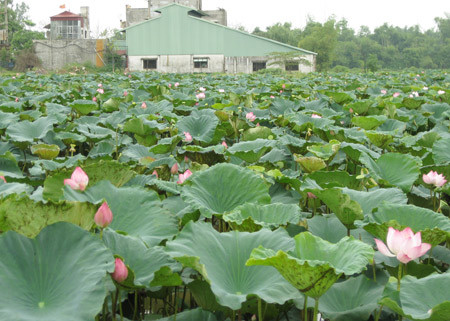 Các bài thuốc có lá sen, ngó sen: Chữa say nắng kèm theo bụng phiền, miệng khát, họng khô, tiểu ít mà đỏ: lá sen tươi 40g, rễ sậy tươi 40g, hoa bạch biển đậu 10g. Sắc nước uống. Xem thêm:Những thói quen xấu "ăn cắp" giấc ngủ ngon của bạn