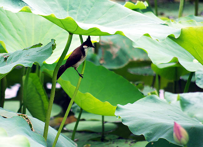 Trị tiểu dắt ra máu: ngó sen tươi 40g, huyết dư thán 10g; sắc uống. Xem thêm:Những thói quen xấu "ăn cắp" giấc ngủ ngon của bạn