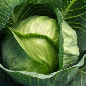 Cải bắp: Dùng lá cải bắp giã nát, ép lấy nước và dùng bông gòn thấm lên vùng da thâm tím. Ngoài khả năng làm giảm vết thâm tím thì cải bắp còn có chứa những hợp chất chống viêm nhiễm. Xem thêm: Bí quyết "nhỏ", giữ sức khỏe "lớn" trong mùa nắng nóng