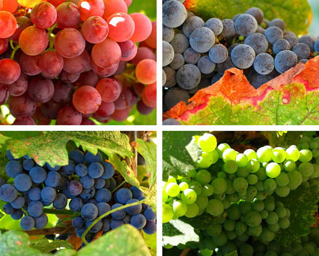 Vitamin K: Đóng vai trò làm lành vết thương và đặc biệt có khả năng cầm máu nhanh từ vết thương. Minh chứng cho thấy vitamin K khi được kết hợp cùng canxi trong cơ thể sẽ sản sinh ra chất thrombin – là “vũ khí” giúp bạn cầm máu hiệu quả. Những thực phẩm giàu vitamin K là rau có lá màu xanh sẫm, cải bắp, cải xoăn, nho, quả bơ, quả kiwi. Xem thêm:Điểm mặt những thực phẩm tốt nhất cho bữa sáng của trẻ