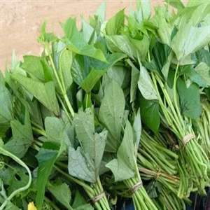 15. Lá khoai lang: Lá khoai lang chứa xơ mềm, không đắng chát, dễ có cảm giác no, lại thúc đẩy nhu động đường ruột, dự phòng táo bón. Xem thêm: Phòng trừ ung thư hiệu quả với rau củ quanh ta