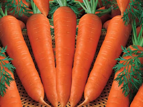 8. Cà rốt: Cà rốt trợ giúp cải thiện táo bón, cũng chứa nhiều beta-carotene, trung hòa độc tố. Cà rốt tươi hiệu quả bài độc tốt hơn, bởi nó giúp thanh nhiệt giải độc, nhuận trường thông tiện, xay ra nước cốt thêm mật ong, nước cốt chanh, vừa uống ngon vừa giải khát, cũng giúp ích bài độc. Xem thêm: Phòng trừ ung thư hiệu quả với rau củ quanh ta