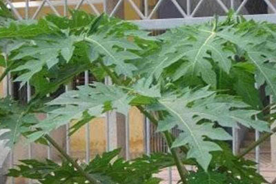 Lá đu đủ Lá đu đủ