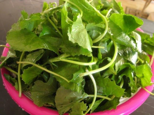 Đặc biệt phần nước sắc từ lá rau má có tác dụng hạ huyết áp, giúp tăng trí nhớ, thị lực. Loại thuốc đắp từ lá rau má cũng được dùng để điều trị những chỗ đau, hạ sốt, các chứng phù. Đồng thời, rau má còn hữu ích trong việc điều trị một số bệnh: viêm thanh quản, tĩnh mạch, phế quản, các bệnh trĩ, phong...(Trong ảnh: rau má) Xem thêm: Điểm mặt những thực phẩm tốt nhất cho bữa sáng của trẻ Đặc biệt phần nước sắc từ lá rau má có tác dụng hạ huyết áp, giúp tăng trí nhớ, thị lực. Loại thuốc đắp từ lá rau má cũng được dùng để điều trị những chỗ đau, hạ sốt, các chứng phù. Đồng thời, rau má còn hữu ích trong việc điều trị một số bệnh: viêm thanh quản, tĩnh mạch, phế quản, các bệnh trĩ, phong...(Trong ảnh: rau má) Xem thêm: Điểm mặt những thực phẩm tốt nhất cho bữa sáng của trẻ