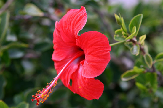 Bệnh Tâm - Tiểu trường nhiệt (Tim – ruột non nóng): Với thể này, người bệnh có biểu hiện miệng khát, họng khô, lưỡi đỏ, người nóng bức rứt mất ngủ… Các loại thảo dược như lá sen, hạt sen, lá tre, bông súng, nha đam, khổ qua, hoa thiên lý, hoa dâm bụt, đậu đỏ, dừa… rất có hiệu quả để giúp an thần, ngủ ngon, giúp tiểu trường hoạt động tốt hơn.((Trong ảnh: Hoa dâm bụt) Xem thêm: Điểm mặt những thực phẩm tốt nhất cho bữa sáng của trẻ Bệnh Tâm - Tiểu trường nhiệt (Tim – ruột non nóng): Với thể này, người bệnh có biểu hiện miệng khát, họng khô, lưỡi đỏ, người nóng bức rứt mất ngủ… Các loại thảo dược như lá sen, hạt sen, lá tre, bông súng, nha đam, khổ qua, hoa thiên lý, hoa dâm bụt, đậu đỏ, dừa… rất có hiệu quả để giúp an thần, ngủ ngon, giúp tiểu trường hoạt động tốt hơn.((Trong ảnh: Hoa dâm bụt) Xem thêm: Điểm mặt những thực phẩm tốt nhất cho bữa sáng của trẻ