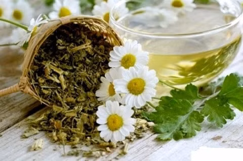 Các loại thảo dược trên đều là những loại quen thuộc, dễ kiếm trong tự nhiên. Tùy từng loại thảo dược mà có thể sử dụng để ăn sống, giã lấy nước như rau má, rau diếp cá, vừa có thể nấu nóng dùng liền, hoặc sử dụng như một loại rau, thực phẩm trong bữa ăn hàng ngày. Xem thêm: Điểm mặt những thực phẩm tốt nhất cho bữa sáng của trẻ Các loại thảo dược trên đều là những loại quen thuộc, dễ kiếm trong tự nhiên. Tùy từng loại thảo dược mà có thể sử dụng để ăn sống, giã lấy nước như rau má, rau diếp cá, vừa có thể nấu nóng dùng liền, hoặc sử dụng như một loại rau, thực phẩm trong bữa ăn hàng ngày. Xem thêm: Điểm mặt những thực phẩm tốt nhất cho bữa sáng của trẻ