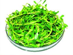 Rau đắng có tác dụng làm mát gan (kích thích tiết mật, nhuận tràng), lở miệng do nóng trong người, viêm nha chu, chảy máu răng, chữa tiểu buốt, giải độc, mụn nhọt, vàng da. Nước rau đắng uống nhiều lần trong ngày có thể ngừa sạn thận và sỏi mật...(Trong ảnh:rau đắng) Xem thêm: Điểm mặt những thực phẩm tốt nhất cho bữa sáng của trẻ Rau đắng có tác dụng làm mát gan (kích thích tiết mật, nhuận tràng), lở miệng do nóng trong người, viêm nha chu, chảy máu răng, chữa tiểu buốt, giải độc, mụn nhọt, vàng da. Nước rau đắng uống nhiều lần trong ngày có thể ngừa sạn thận và sỏi mật...(Trong ảnh:rau đắng) Xem thêm: Điểm mặt những thực phẩm tốt nhất cho bữa sáng của trẻ