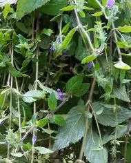 Dưới đây là những loại thảo dược phù hợp với từng loại bệnh hay mắc phải trong mùa hè: Bệnh Gan – mật nóng (Can – Đởm nhiệt): Người bệnh có biểu hiện bực dọc, cáu gắt, mắt đỏ, đau khung sườn, táo bón… thì có thể sử dụng các loại thảo dược như rau má, rau đắng, nhân trần, dành dành (chi tử), cúc hoa, kim ngân hoa… làm trà giải nhiệt.(Trong ảnh:Nhân trần tươi) Xem thêm: Điểm mặt những thực phẩm tốt nhất cho bữa sáng của trẻ Dưới đây là những loại thảo dược phù hợp với từng loại bệnh hay mắc phải trong mùa hè: Bệnh Gan – mật nóng (Can – Đởm nhiệt): Người bệnh có biểu hiện bực dọc, cáu gắt, mắt đỏ, đau khung sườn, táo bón… thì có thể sử dụng các loại thảo dược như rau má, rau đắng, nhân trần, dành dành (chi tử), cúc hoa, kim ngân hoa… làm trà giải nhiệt.(Trong ảnh:Nhân trần tươi) Xem thêm: Điểm mặt những thực phẩm tốt nhất cho bữa sáng của trẻ