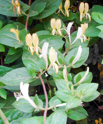 Như vị thuốc kim ngân hoa, người bệnh có thể dùng 8-16g sắc uống mỗi ngày có tác dụng làm mát cơ thể, giải nhiệt độc, trừ rôm sảy, mẩn ngứa do gan, mật nóng. ((Trong ảnh: Kim ngân hoa) Xem thêm: Điểm mặt những thực phẩm tốt nhất cho bữa sáng của trẻ Như vị thuốc kim ngân hoa, người bệnh có thể dùng 8-16g sắc uống mỗi ngày có tác dụng làm mát cơ thể, giải nhiệt độc, trừ rôm sảy, mẩn ngứa do gan, mật nóng. ((Trong ảnh: Kim ngân hoa) Xem thêm: Điểm mặt những thực phẩm tốt nhất cho bữa sáng của trẻ