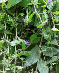 Dưới đây là những loại thảo dược phù hợp với từng loại bệnh hay mắc phải trong mùa hè: Bệnh Gan – mật nóng (Can – Đởm nhiệt): Người bệnh có biểu hiện bực dọc, cáu gắt, mắt đỏ, đau khung sườn, táo bón… thì có thể sử dụng các loại thảo dược như rau má, rau đắng, nhân trần, dành dành (chi tử), cúc hoa, kim ngân hoa… làm trà giải nhiệt.(Trong ảnh:Nhân trần tươi) Xem thêm: Điểm mặt những thực phẩm tốt nhất cho bữa sáng của trẻ Dưới đây là những loại thảo dược phù hợp với từng loại bệnh hay mắc phải trong mùa hè: Bệnh Gan – mật nóng (Can – Đởm nhiệt): Người bệnh có biểu hiện bực dọc, cáu gắt, mắt đỏ, đau khung sườn, táo bón… thì có thể sử dụng các loại thảo dược như rau má, rau đắng, nhân trần, dành dành (chi tử), cúc hoa, kim ngân hoa… làm trà giải nhiệt.(Trong ảnh:Nhân trần tươi) Xem thêm: Điểm mặt những thực phẩm tốt nhất cho bữa sáng của trẻ