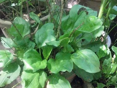 Với người bệnh có phế – đại trường nhiệt (phổi - ruột già nóng): Với trường hợp này, người bệnh tiểu không thông, tiểu ít, phù thũng, người nóng, mụn nhọt, dễ sinh sỏi niệu… thì sử dụng các loại thảo dược như mã đề, đậu đen, rẻ cỏ tranh, râu ngô, củ sắn, ý dĩ, đậu đỏ, rau muống, mộc nhĩ, bí đao… rất hữu ích, do đây là các loại thảo mộc có tính mát, thanh nhiệt, lợi tiểu.(Trong ảnh: Mã đề) Xem thêm: Điểm mặt những thực phẩm tốt nhất cho bữa sáng của trẻ Với người bệnh có phế – đại trường nhiệt (phổi - ruột già nóng): Với trường hợp này, người bệnh tiểu không thông, tiểu ít, phù thũng, người nóng, mụn nhọt, dễ sinh sỏi niệu… thì sử dụng các loại thảo dược như mã đề, đậu đen, rẻ cỏ tranh, râu ngô, củ sắn, ý dĩ, đậu đỏ, rau muống, mộc nhĩ, bí đao… rất hữu ích, do đây là các loại thảo mộc có tính mát, thanh nhiệt, lợi tiểu.(Trong ảnh: Mã đề) Xem thêm: Điểm mặt những thực phẩm tốt nhất cho bữa sáng của trẻ