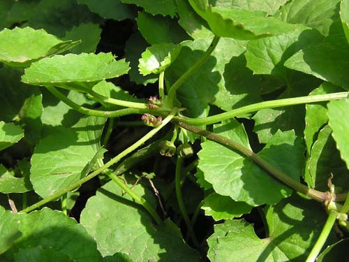 Rau má bổ dưỡng: Rau má là loại rau thông dụng chứa nhiều vitamin, khoáng chất... có tác dụng chống oxy hóa, cải thiện trí nhớ, làm chậm sự lão hóa và chữa nhiều chứng bệnh về da. Rau má có tính hàn (lạnh), tân (cay), khổ (đắng). Khi ăn rau má ở dạng tươi sẽ rất tốt, góp phần duy trì cơ thể trẻ trung, tươi tắn.(Trong ảnh: rau má) Xem thêm: Điểm mặt những thực phẩm tốt nhất cho bữa sáng của trẻ Rau má bổ dưỡng: Rau má là loại rau thông dụng chứa nhiều vitamin, khoáng chất... có tác dụng chống oxy hóa, cải thiện trí nhớ, làm chậm sự lão hóa và chữa nhiều chứng bệnh về da. Rau má có tính hàn (lạnh), tân (cay), khổ (đắng). Khi ăn rau má ở dạng tươi sẽ rất tốt, góp phần duy trì cơ thể trẻ trung, tươi tắn.(Trong ảnh: rau má) Xem thêm: Điểm mặt những thực phẩm tốt nhất cho bữa sáng của trẻ