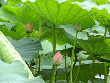 Với lá sen, có tính đắng, mát, tác dụng thanh thử nhiệt, an thần rất có tác dụng với người say nóng, bức rứt, mất ngủ. Người bệnh dùng 8-16g lá sen khô sắc uống hàng ngày. Còn với khổ qua, có thể dùng tươi 30-35g/ngày hoặc 12-20g khô sắc uống có tác dụng chữa khô miệng, người nóng bức rứt, mụn nhọt, tiểu tiện không thông…(Trong ảnh: Lá sen) Xem thêm: Điểm mặt những thực phẩm tốt nhất cho bữa sáng của trẻ Với lá sen, có tính đắng, mát, tác dụng thanh thử nhiệt, an thần rất có tác dụng với người say nóng, bức rứt, mất ngủ. Người bệnh dùng 8-16g lá sen khô sắc uống hàng ngày. Còn với khổ qua, có thể dùng tươi 30-35g/ngày hoặc 12-20g khô sắc uống có tác dụng chữa khô miệng, người nóng bức rứt, mụn nhọt, tiểu tiện không thông…(Trong ảnh: Lá sen) Xem thêm: Điểm mặt những thực phẩm tốt nhất cho bữa sáng của trẻ