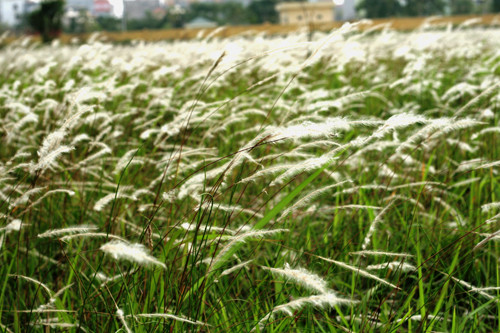 Rễ cỏ tranh thường dùng làm thức uống giải nhiệt, làm nước tắm để tẩy độc cơ thể và có thể chữa bệnh sốt, nóng. (Trong ảnh: Cây cỏ tranh) Xem thêm: Điểm mặt những thực phẩm tốt nhất cho bữa sáng của trẻ Rễ cỏ tranh thường dùng làm thức uống giải nhiệt, làm nước tắm để tẩy độc cơ thể và có thể chữa bệnh sốt, nóng. (Trong ảnh: Cây cỏ tranh) Xem thêm: Điểm mặt những thực phẩm tốt nhất cho bữa sáng của trẻ