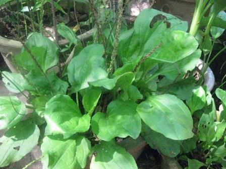 Với người bệnh có phế – đại trường nhiệt (phổi - ruột già nóng): Với trường hợp này, người bệnh tiểu không thông, tiểu ít, phù thũng, người nóng, mụn nhọt, dễ sinh sỏi niệu… thì sử dụng các loại thảo dược như mã đề, đậu đen, rẻ cỏ tranh, râu ngô, củ sắn, ý dĩ, đậu đỏ, rau muống, mộc nhĩ, bí đao… rất hữu ích, do đây là các loại thảo mộc có tính mát, thanh nhiệt, lợi tiểu.(Trong ảnh: Mã đề) Xem thêm: Điểm mặt những thực phẩm tốt nhất cho bữa sáng của trẻ Với người bệnh có phế – đại trường nhiệt (phổi - ruột già nóng): Với trường hợp này, người bệnh tiểu không thông, tiểu ít, phù thũng, người nóng, mụn nhọt, dễ sinh sỏi niệu… thì sử dụng các loại thảo dược như mã đề, đậu đen, rẻ cỏ tranh, râu ngô, củ sắn, ý dĩ, đậu đỏ, rau muống, mộc nhĩ, bí đao… rất hữu ích, do đây là các loại thảo mộc có tính mát, thanh nhiệt, lợi tiểu.(Trong ảnh: Mã đề) Xem thêm: Điểm mặt những thực phẩm tốt nhất cho bữa sáng của trẻ