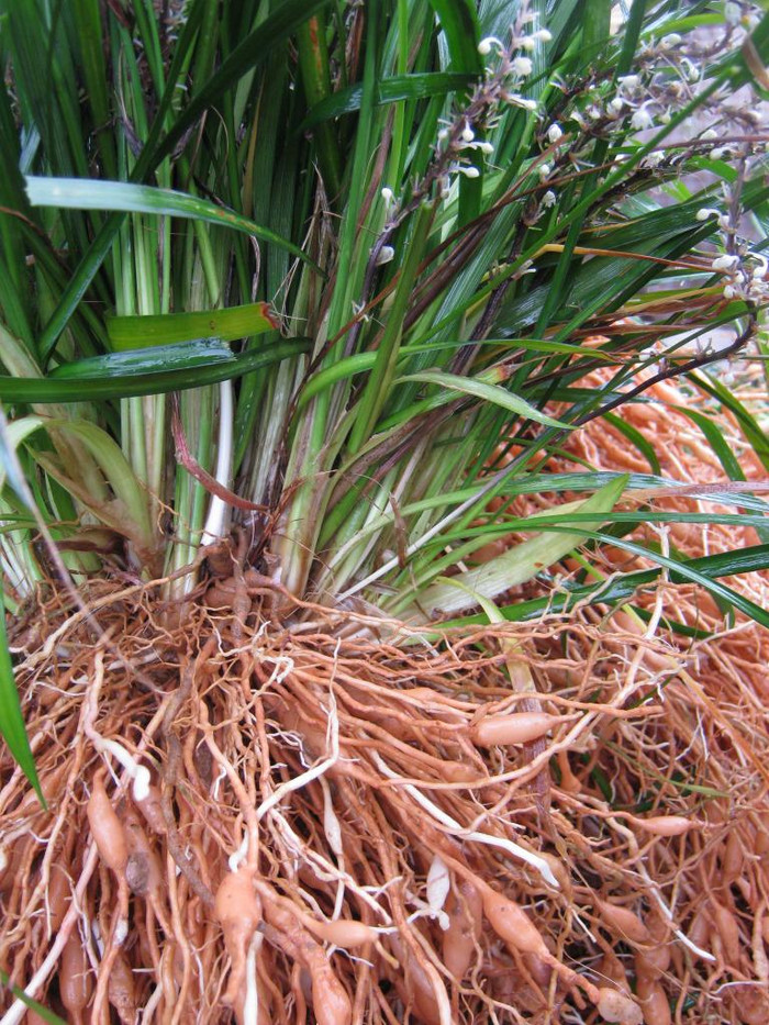 Các loại mạch môn đồng, bông quỳnh, rau câu, nha đam, sau sam, thanh long, cam thảo, bạc hà, la hán quả là những thảo dược hữu hiệu giúp mát phổi, mát ruột do bị phế – đại trường nhiệt. Như quả la hán dùng 10 - 16g sắc uống mỗi ngày chữa nóng trong phổi, hơi thở nóng, khát nước. quả thanh long. (Ảnh: củ mạch môn) Xem thêm: Điểm mặt những thực phẩm tốt nhất cho bữa sáng của trẻ Các loại mạch môn đồng, bông quỳnh, rau câu, nha đam, sau sam, thanh long, cam thảo, bạc hà, la hán quả là những thảo dược hữu hiệu giúp mát phổi, mát ruột do bị phế – đại trường nhiệt. Như quả la hán dùng 10 - 16g sắc uống mỗi ngày chữa nóng trong phổi, hơi thở nóng, khát nước. quả thanh long. (Ảnh: củ mạch môn) Xem thêm: Điểm mặt những thực phẩm tốt nhất cho bữa sáng của trẻ