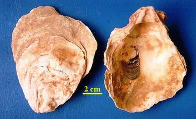 Huyền sâm và mẫu lệ là hai vị thuốc tốt trong điều trị viêm loét miệng. Huyền sâm và mẫu lệ là hai vị thuốc tốt trong điều trị viêm loét miệng.