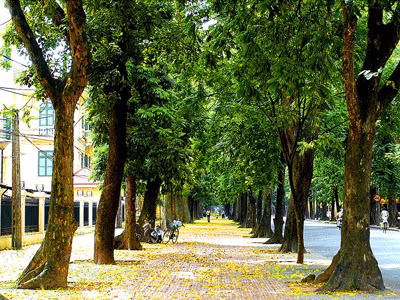 Vỏ thân cây sấu sử dụng làm thuốc trị bỏng và tử cung xuất huyết v.v. Ở Vân Nam, Trung Quốc người ta còn sử dụng quả sấu giã ra trị ngứa lở, ăn uống không tiêu, còn vỏ rễ cây được làm thuốc trị sưng vú ở phụ nữ. Xem thêm:"Diệt trừ" đau dạ dày, đau khớp... với trà xanh mỗi ngày