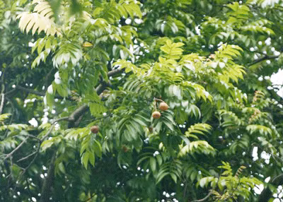 Lá dùng nấu nước rửa chữa mụn loét hoại tử. Xem thêm:"Diệt trừ" đau dạ dày, đau khớp... với trà xanh mỗi ngày