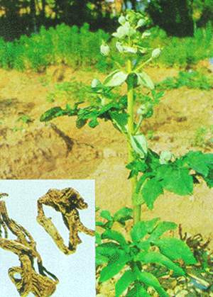 Độc hoạt và tang ký sinh là hai vị thuốc trong bài “Độc hoạt ký sinh thang” có tác dụng bổ khí huyết trừ phong thấp.