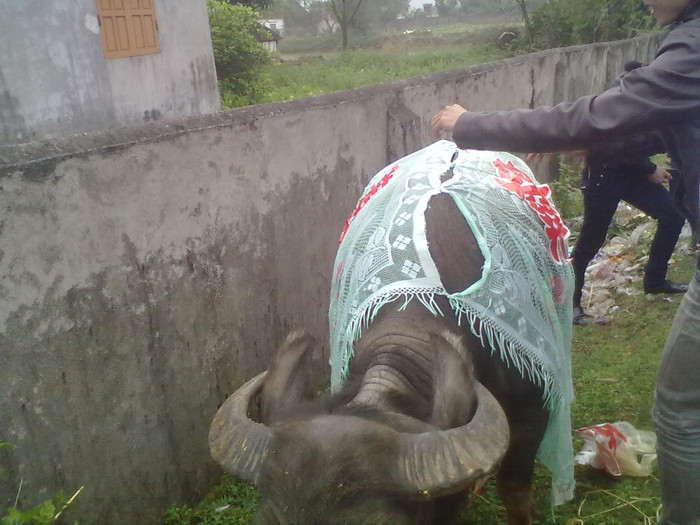 Trong ngày đặc biệt, chú trâu cũng được trang điểm để đi đón cô dâu (ảnh do gia đình cung cấp) Trong ngày đặc biệt, chú trâu cũng được trang điểm để đi đón cô dâu (ảnh do gia đình cung cấp)