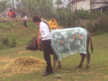 Chú rể dắt trâu chuẩn bị đi đón dâu trong ngày cưới (ảnh do gia đình cung cấp) Chú rể dắt trâu chuẩn bị đi đón dâu trong ngày cưới (ảnh do gia đình cung cấp)