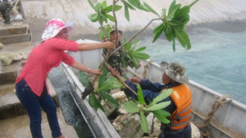 Quân dân xóm đảo gửi cây bàng quả vuông và đá chủ quyền thiêng về đất liền