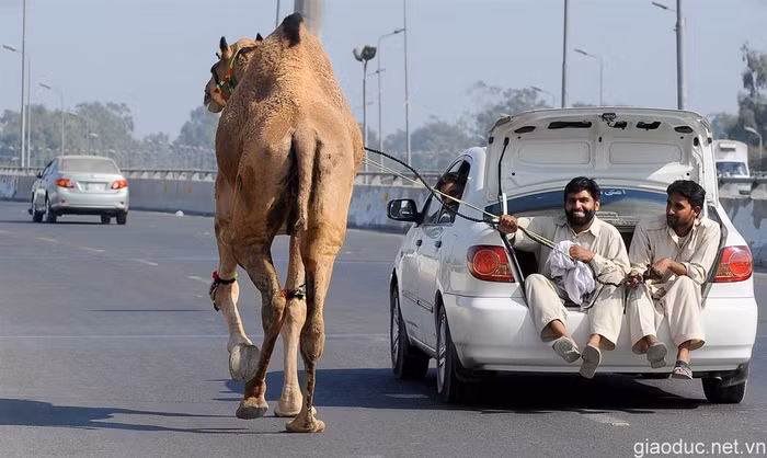 Cảnh hai người đàn ông Pakistan đang dắt lạc đà mua tại chợ gia súc ở Lahore.