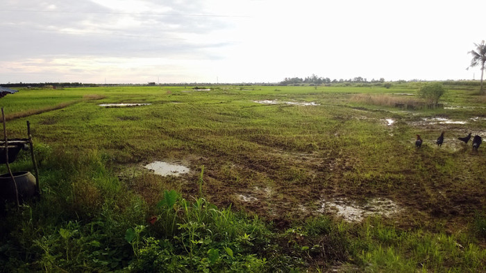 Dự án đã nhiều năm, nhưng khu công nghiệp Khánh An chỉ toàn cỏ mộc. Ảnh Trúc Linh