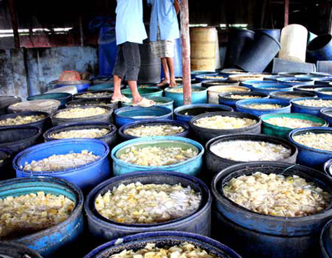 Đặc biệt là những dịp ráp tết, mối lo về vệ sinh thực phẩm lại càng "nóng" khi hình ảnh, thông tin về hàng loạt những cơ sở sản xuất và kinh doanh mứt tết mất vệ sinh được báo chí công bố làm nhiều người không khỏi choáng váng và bất ngờ trước sự độc hại, bẩn thỉu của món mứt tết mà nhiều cơ sở vẫn đang làm và bán ra thị trường.