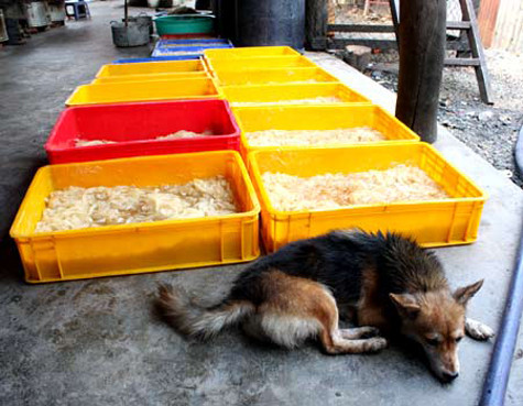 Hàng trăm thùng ngâm nguyên liệu dùng để ngâm mứt cáu bẩn bốc mùi hôi nồng cả khu vực chế biến. Khay chậu đựng mứt được đặt luôn dưới nền nhà.